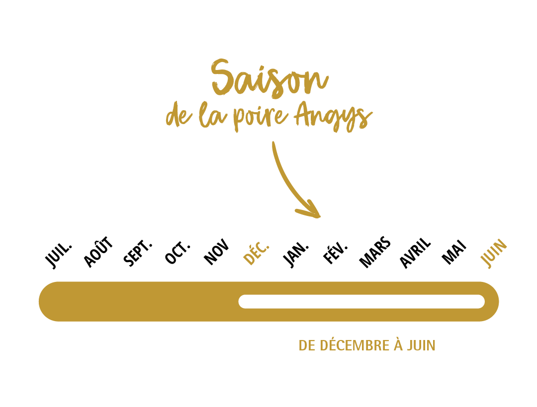 Calendrier de la saison des poires Angys®