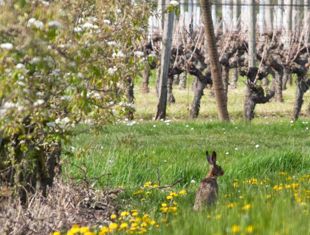 la biodiversité présente dans les vergers Angys®