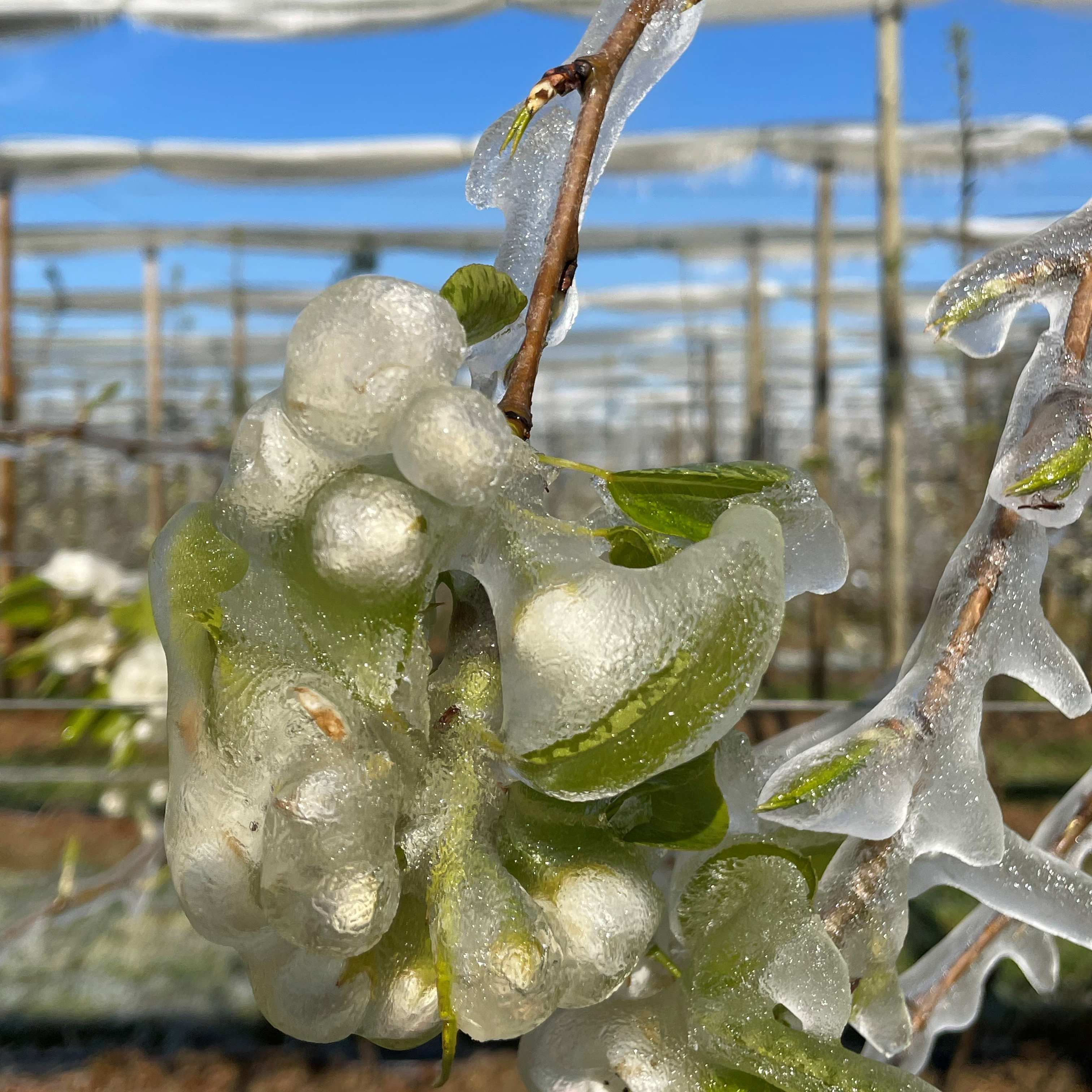 fleurs de poires angys protégées par l'aspersion